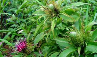 什么药材好种植 什么药材好种植